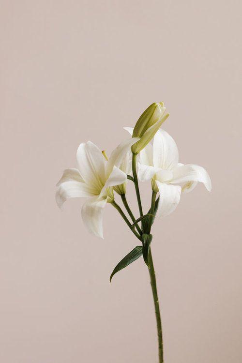 Whimsical Whorls of Bloom Waltz